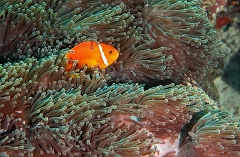 Velidhu - 2013_03_11 - IMG_0552rf_Poisson Clown des Maldives - Amphiprion Nigripe_Kuda reef_Plongee